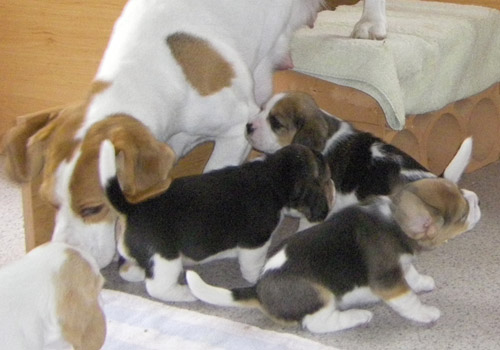 Beagle Welpen lernen sind zu schütteln